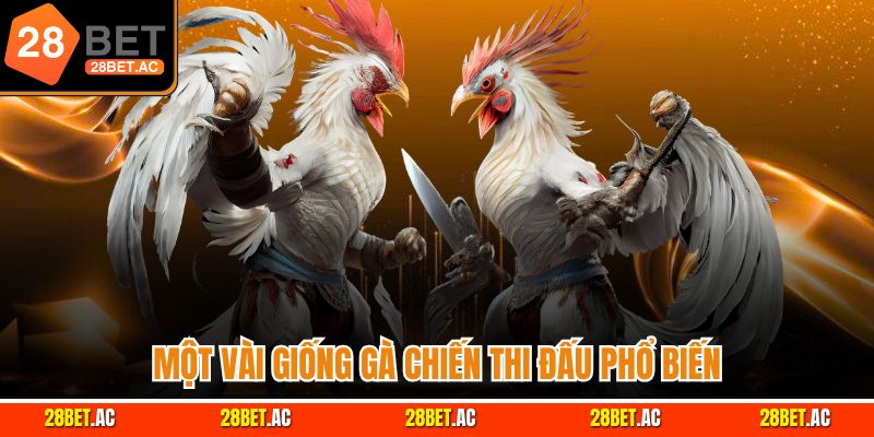 Một vài giống gà chiến thi đấu phổ biến
